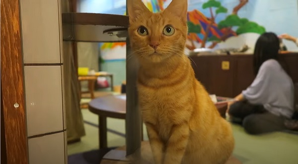 Neco Hatago Cat Cafe and Hostel located in Osaka Japan