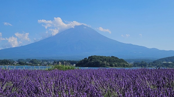 Lavender Field at Oishi Park along the shore of Lake Kawaguchiko
