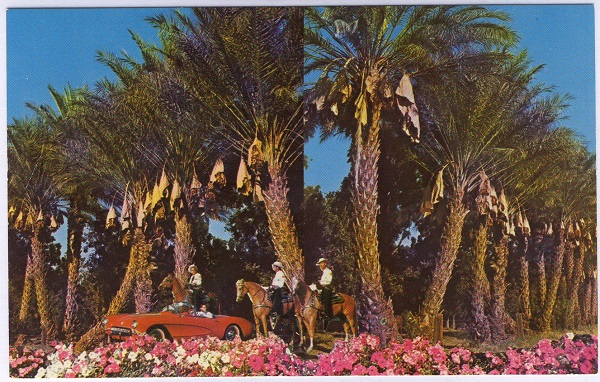 Date Grove Shields Date Gardens Indio California Vintage Postcard
