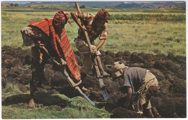 Peruvian Men tilling soil with foot plow Postcard